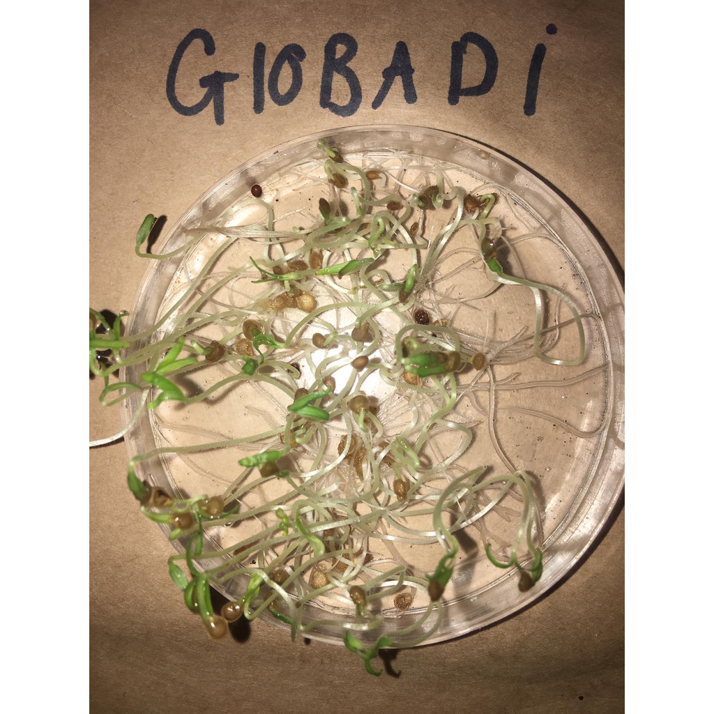 🌱 Cà chua múi Sơn La nảy mầm 100%