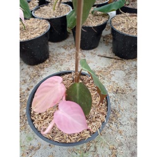 Philodendron Rare Màu Hồng