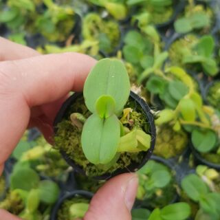 Chớp mỹ nù lá mít đồng xu