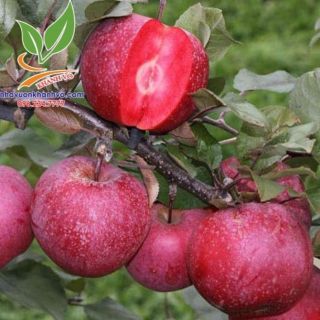 Hạt giống táo lùn đỏ mỹ