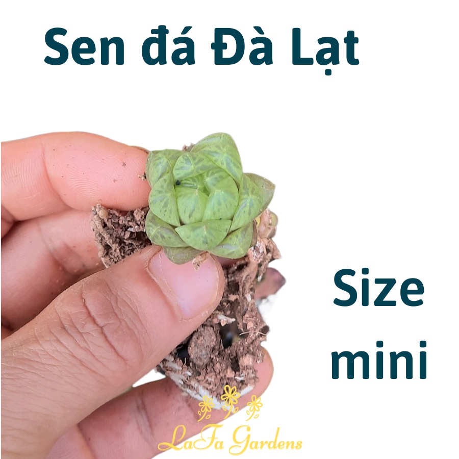 Sen đá ngọc tròn LAFAGARDEN, size mini xinh xắn, màu xanh ngọc, cây ưa bóng mát