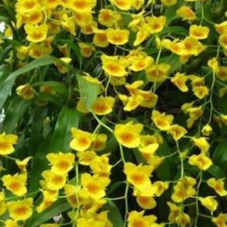 Kim điệp xuân điện biên