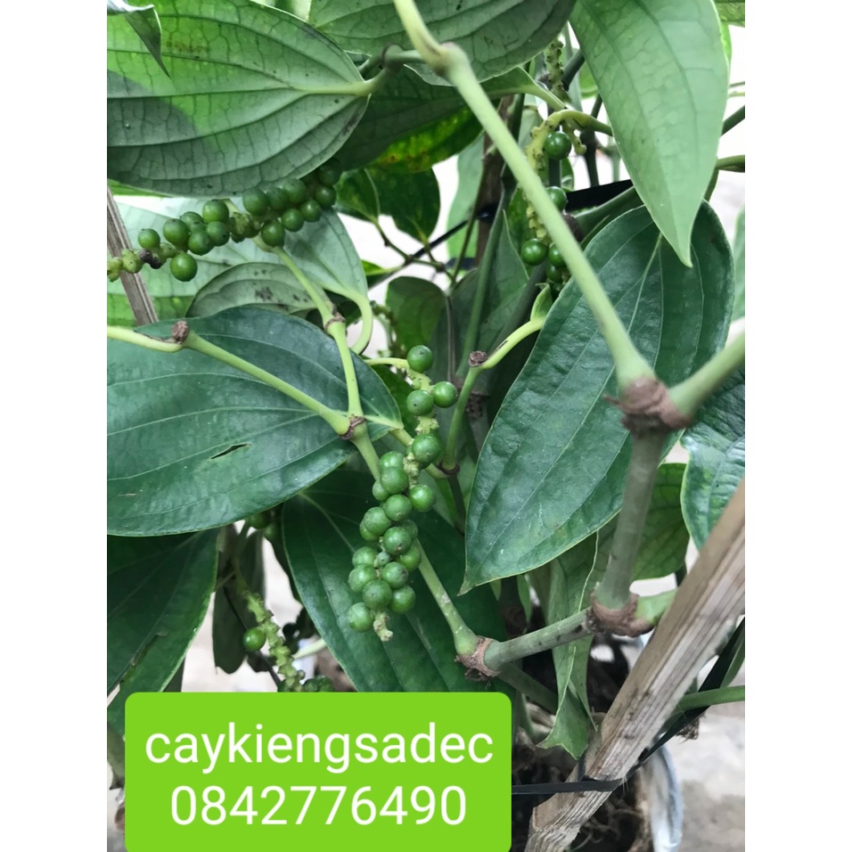 Caykiengsadec- Cây tiêu+tặng phân bón cho cây- hoa lá cây kiểng-