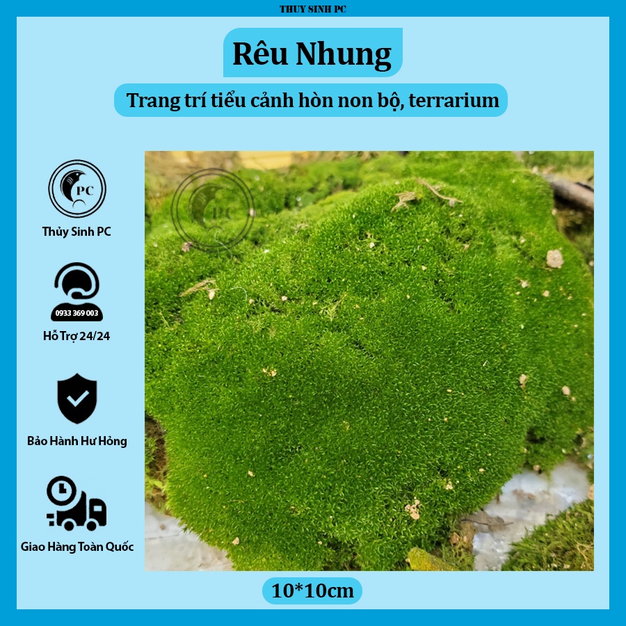 Rêu Nhung trải nền trang trí terrarum và tiểu cảnh hòn non bộ