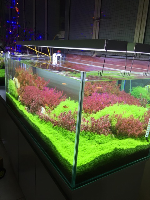 Bể cá thủy sinh