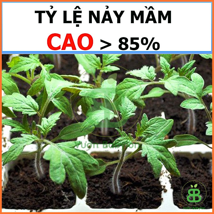 Hạt Giống Cà Chua Bi Đỏ Lùn 0,1G