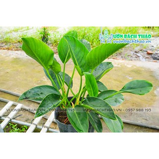 Cây Đại Đế Xanh (Trầu Bà Đế Vương Xanh)