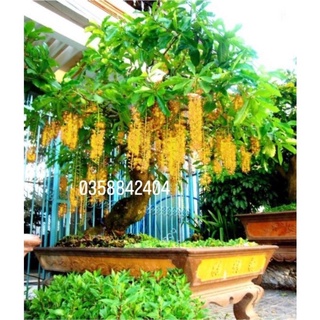 Cây hoa Lộc vừng