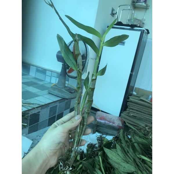 🍀HÀNG ĐẸP🍀Hoa Lan đùi gà Tây Bắc hàng chuẩn bóc rừng