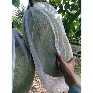 Túi bao trái mít 50x70 ( 50 túi) siêu bền