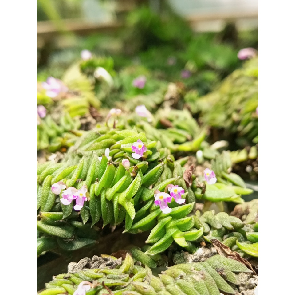 5 khóm lan chân rết, thích hợp bán cạn, terrarium