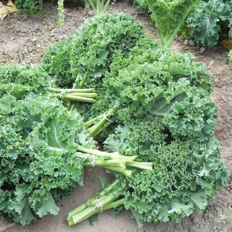 Hạt giống cải xoăn kale xanh cao sản F1