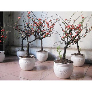 cây mai đỏ chơi tết chuẩn 100% như hình