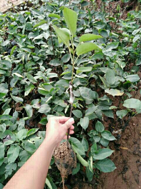 Cây giống Lê nâu