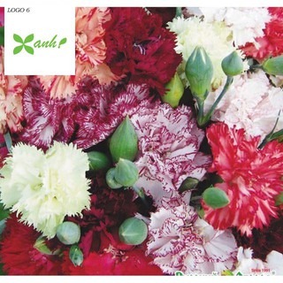 Hạt Giống Hoa Cẩm Chướng Kép Mix Nhiều Màu (20 Hạt)