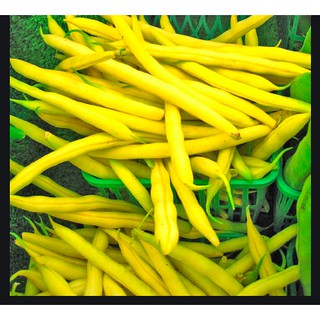 HẠT GIỐNG ĐẬU COVE BỤI VÀNG CAO SẢN 50G