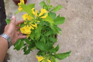 Cây hoa Hoàng Yến