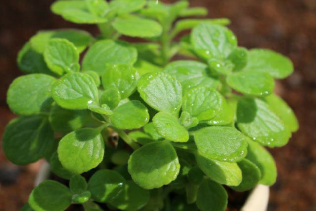 Cây sen đá lá thơm, cây nhất mạt hương