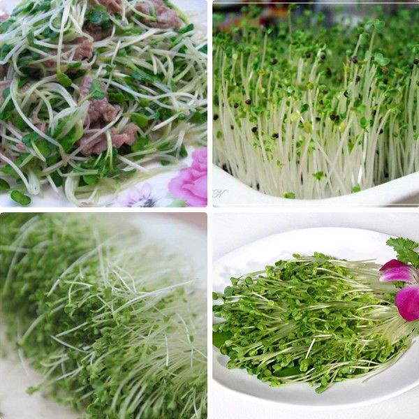 HẠT GIỐNG RAU MẦM CỦ CẢI TRẮNG GIÒN NGỌT THU HOẠCH SAU 5 NGÀY, HẠT GIỐNG RAU ĂN LÁ