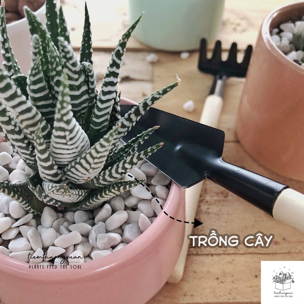 [FREESHIP] BỘ CUỐC XẺNG MINI - TRỒNG SEN ĐÁ XƯƠNG RỒNG - CÂY CẢNH