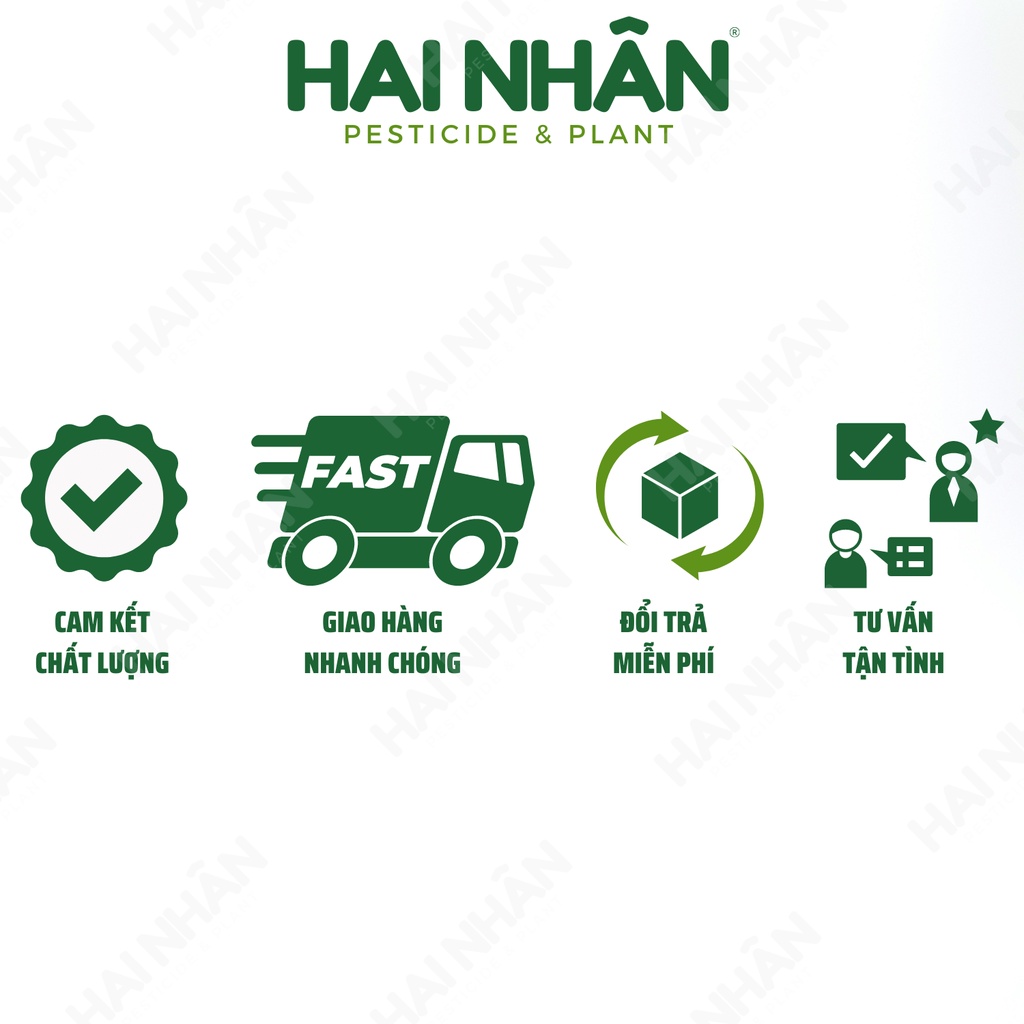 Dâu tây chịu nhiệt, cây giống dâu tây