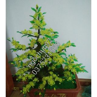 Nguyên liệu hoa mai đá pha lê ,gốc 40cm( k chậu)