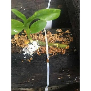 SIÊU KÍCH RỄ ROOTING POWDER
