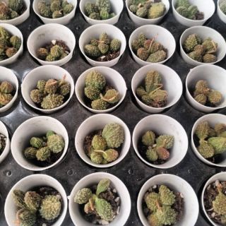 Sen đá khổ qua 5cm - adromischus marianiae