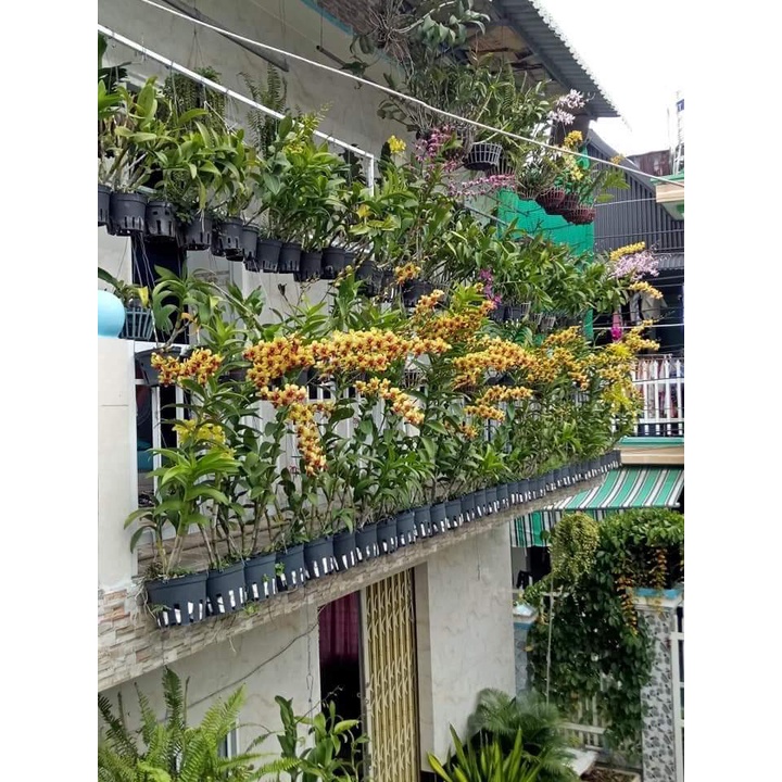 Hoa lan vàng tia
