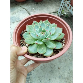 Sen đá bánh bao lửa size 12cm