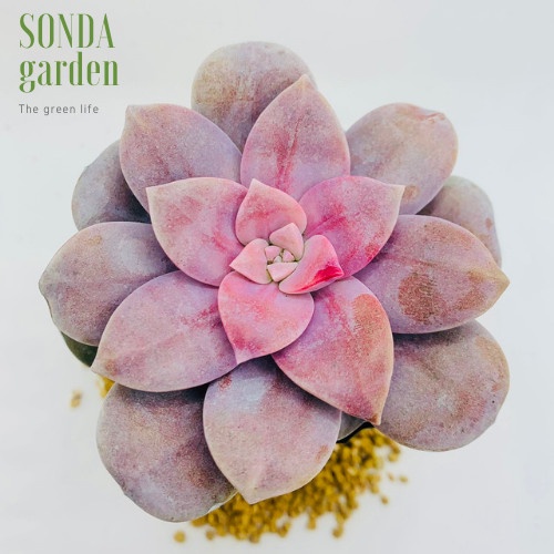 Sen đá dĩa hồng SONDA GARDEN size bé 5-8cm, xuất xứ Đà Lạt, khoẻ đẹp, lỗi 1 đổi 1