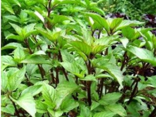 HẠT GIỐNG RAU HÚNG QUẾ