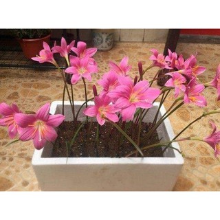 củ hoa huệ mưa màu hồng khủng, hoa tóc tiên