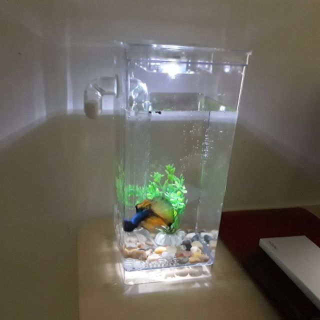 Bể cá thông minh mini có đèn dễ thay nước