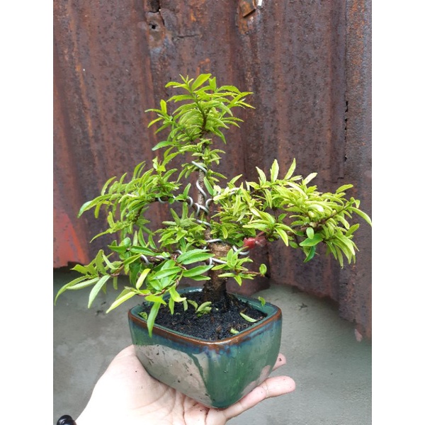 Mai chiếu thủy bonsai mini TẶNG CHẬU