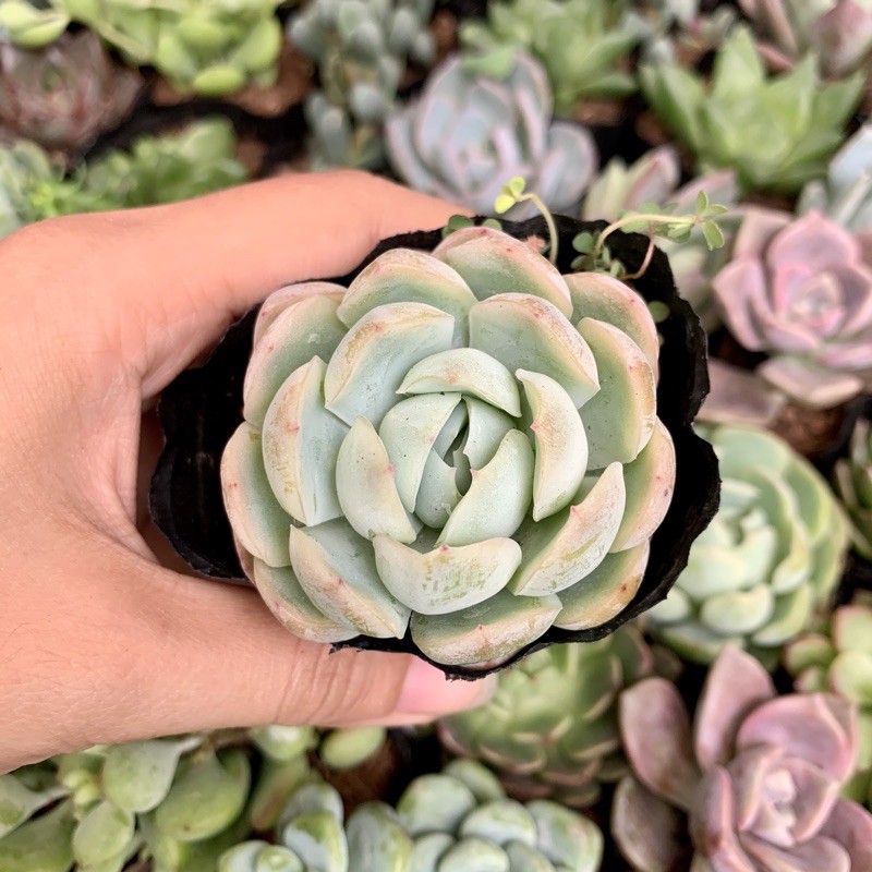 SEN ĐÁ MÓNG TAY FREESHIP  ĐÃ THUẦN XỨ NÓNG SIU CUTE CHUẨN SIZE BẦU