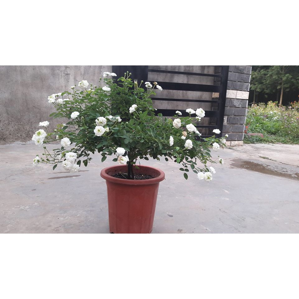 5 Chậu ươm, trồng cây E Đủ Size Hàng Công Ty Đẹp Chuẩn kích thước từ 19cm đến 28cm