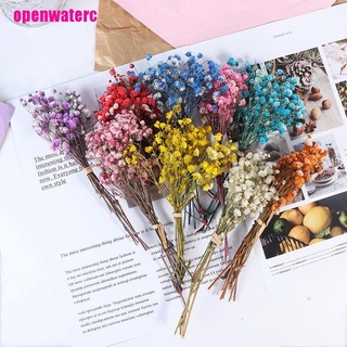 Bó Hoa Cúc / Ngôi Sao Tự Nhiên Dùng Trang Trí Nhà Cửa DIY