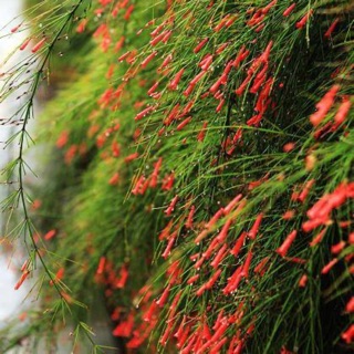 Cây hoa xác phao/ liễu tường- Trang trí sân vườn- Decor-Cây hoa kiểng Đồng Tháp