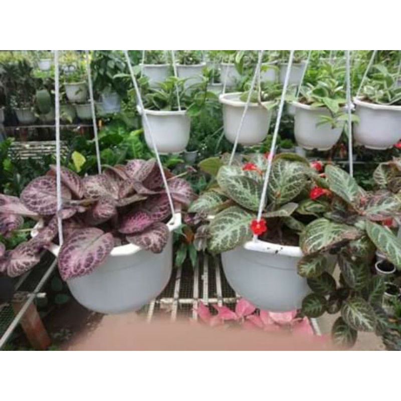 Cây Gấm Tiểu Muội 4 màu