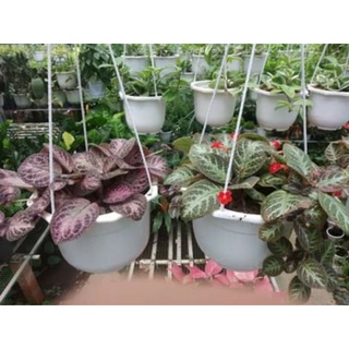 Cây Gấm Tiểu Muội chậu treo (ấn kiếm)- tặng kèm phân bón