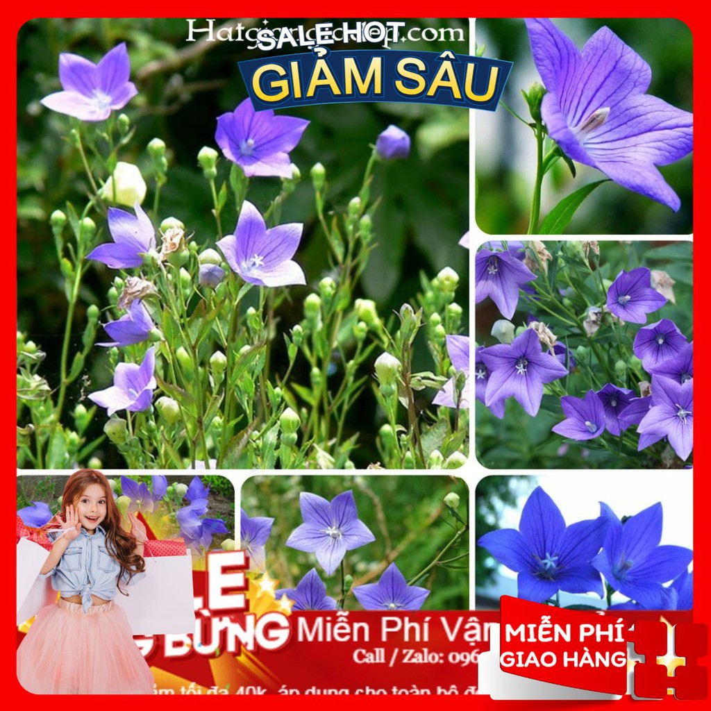 Hạt Giống Hoa Cát Cánh - 50 Hạt / Gói