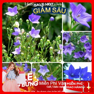 Hạt Giống Hoa Cát Cánh - 50 Hạt / Gói