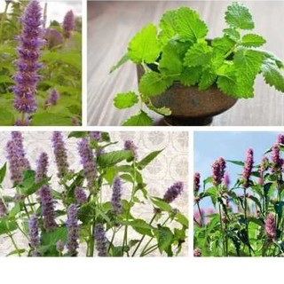 HẠT GIỐNG BẠC HÀ MEXICO