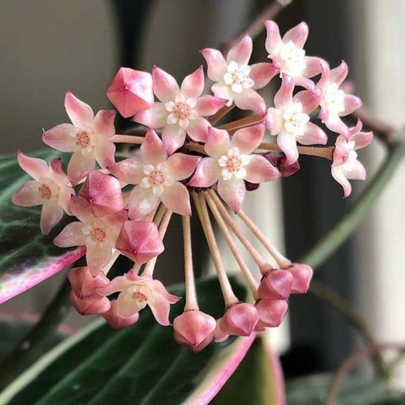 Cẩm cù Hoya Macrophylla Albo
