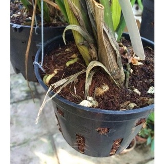 Vỏ Đậu Phộng Trồng Cây