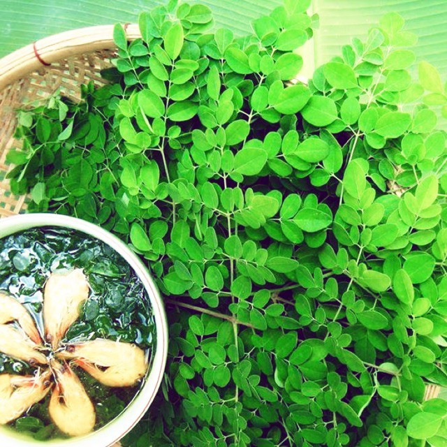 cây Chùm Ngây giống, bầu lớn