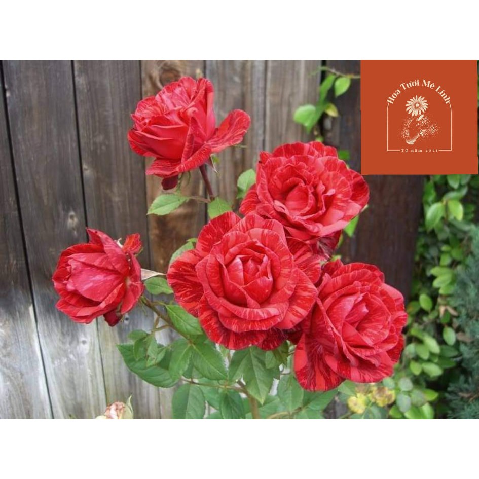 Hoa hồng bụi Red Intuition rose đỏ sọc đột biến-HoaTuoiMeLinh