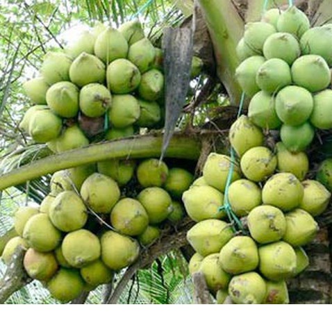 Cây giống dừa xiêm xanh lùn Bến tre  đúng chuẩn-siêu lùn