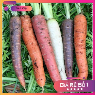 Hạt giống cà rốt nhiều màu ( 0.2 gr ) LUCKY.VN